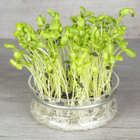 Gray Striped Sunflower – Organic Shoot Seed