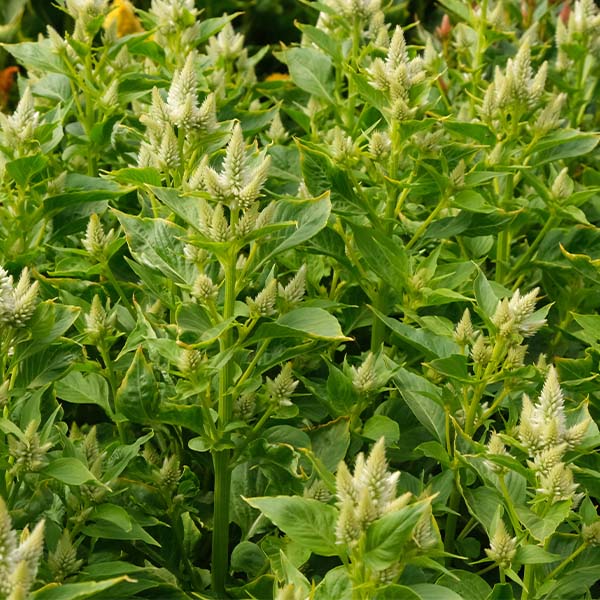 Celway? White – Celosia Seed