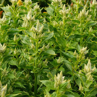 Celway? White – Celosia Seed