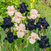 First Dance Bearded Iris Duet