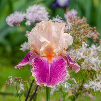 Cherry Blossom Song Bearded Iris Seeds