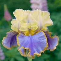 Repertoire Bearded Iris Seeds