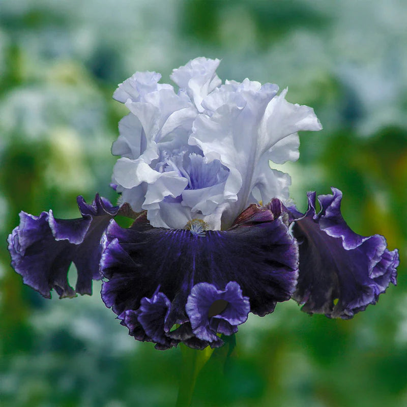 Feel the Thunder Bearded Iris Seeds