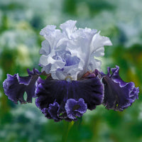 Feel the Thunder Bearded Iris Seeds