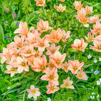 Bright Gem Tulip Seeds