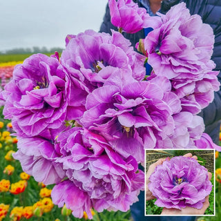 Dancing Passion Tulip Seeds