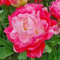 Double Sugar Tulip Seeds