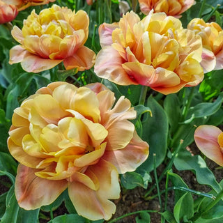 La Belle Epoque Tulip Seeds