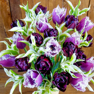 Grape Soda Tulip Mixture Seeds