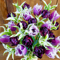 Grape Soda Tulip Mixture Seeds