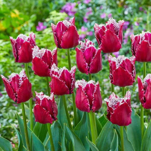 San Pablo Tulip Seeds