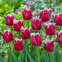 San Pablo Tulip Seeds