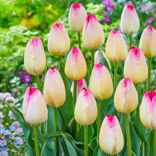 Supri Erotic Tulip Seeds