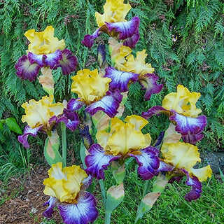 Margin Call Bearded Iris Seeds