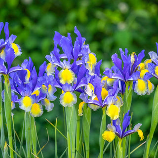 Miss Saigon Dutch Iris Seeds