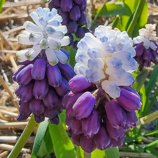 Grape Ice Grape Hyacinth Seeds
