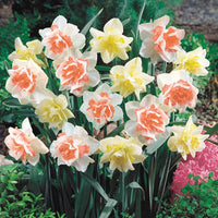 Rosy Sunrise Daffodil Duet Seeds