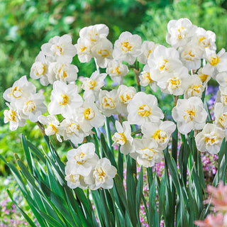 Fragrant Gardenia Daffodil Seeds