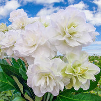 Santa Claus Daffodil Seeds