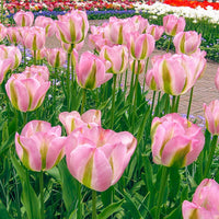 Greenland Tulip Seeds