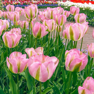 Greenland Tulip Seeds