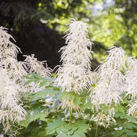 Heirloom Non-GMO Aruncus Flower Seeds for Planting – Elegant Garden Perennial Blooms