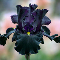 Jinx Bearded Iris Seeds