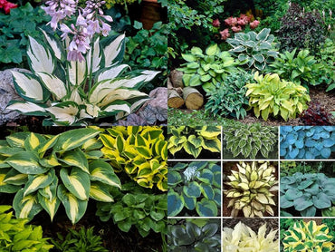Hosta White Lace Plantain Lily Ground Cover Seeds