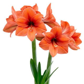 Desire Amaryllis  Seeds