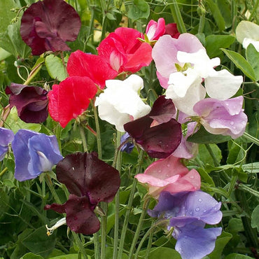 Sweet pea flower Lathyrus latifolius red perlen seeds for planting in vertical gardens or balcony trellises