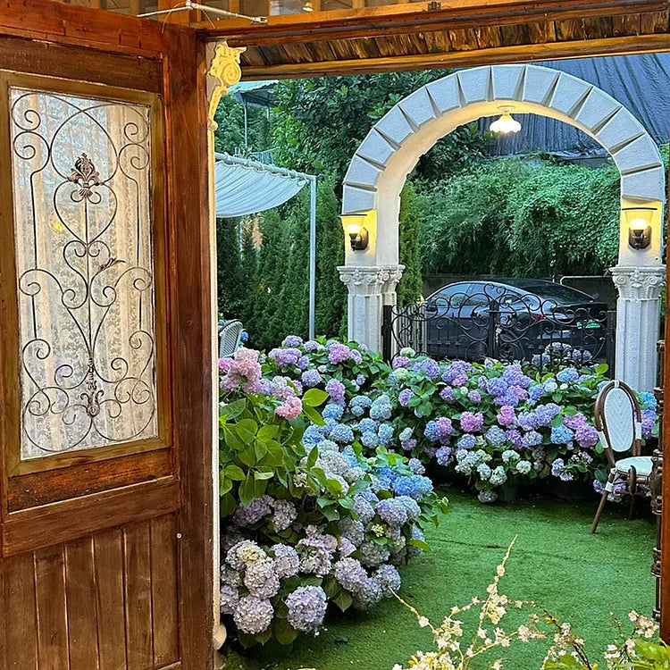 Endless Summer Hydrangea Flower Seeds