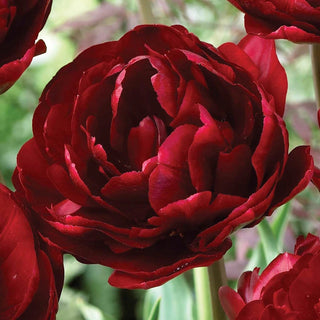 Ruby Velvet Tulip Seeds