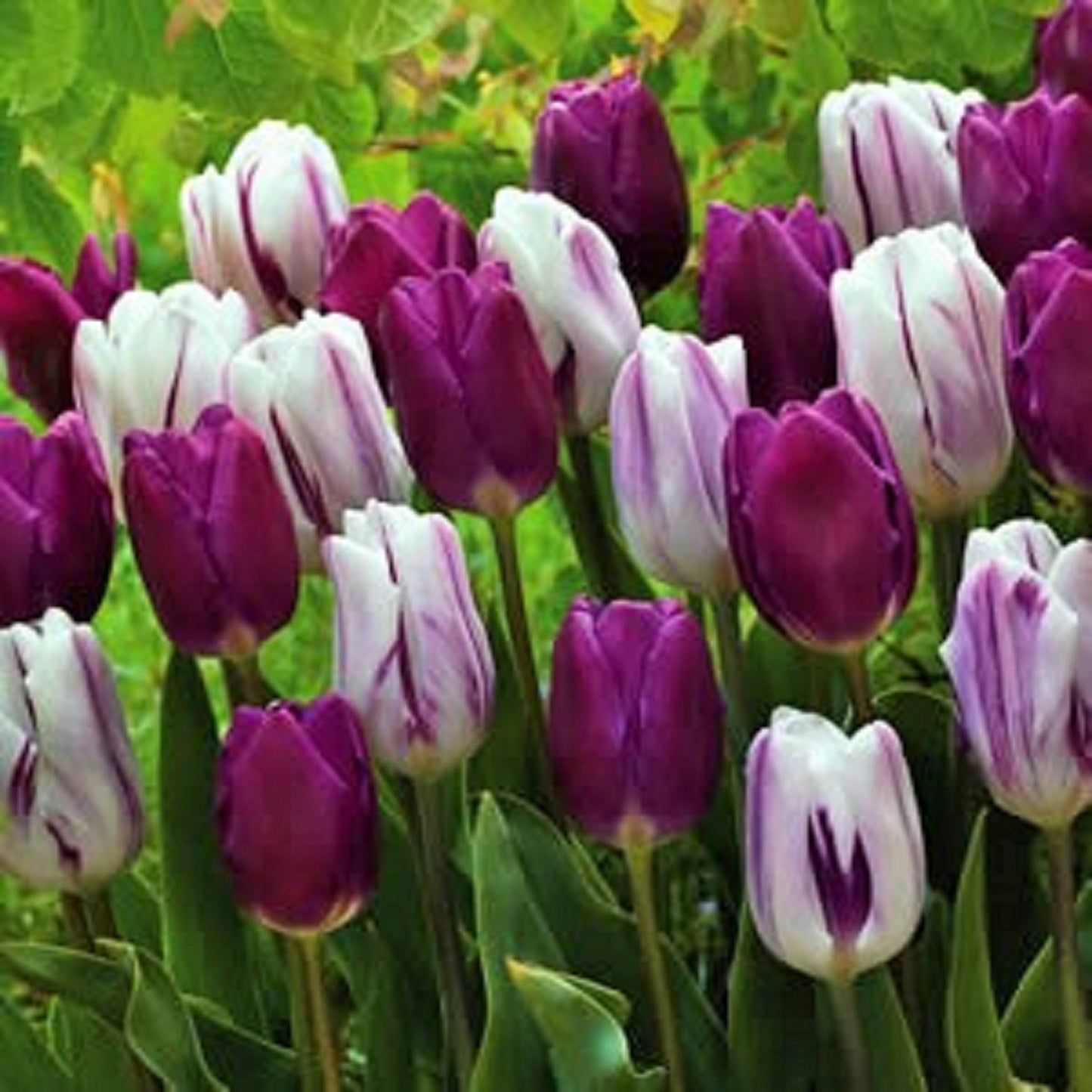 Flaming Flag Tulip Seeds