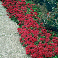 Heirloom Non-GMO Sedum Ground Cover Flower Seeds for Planting – Drought-Tolerant Blooming Seeds