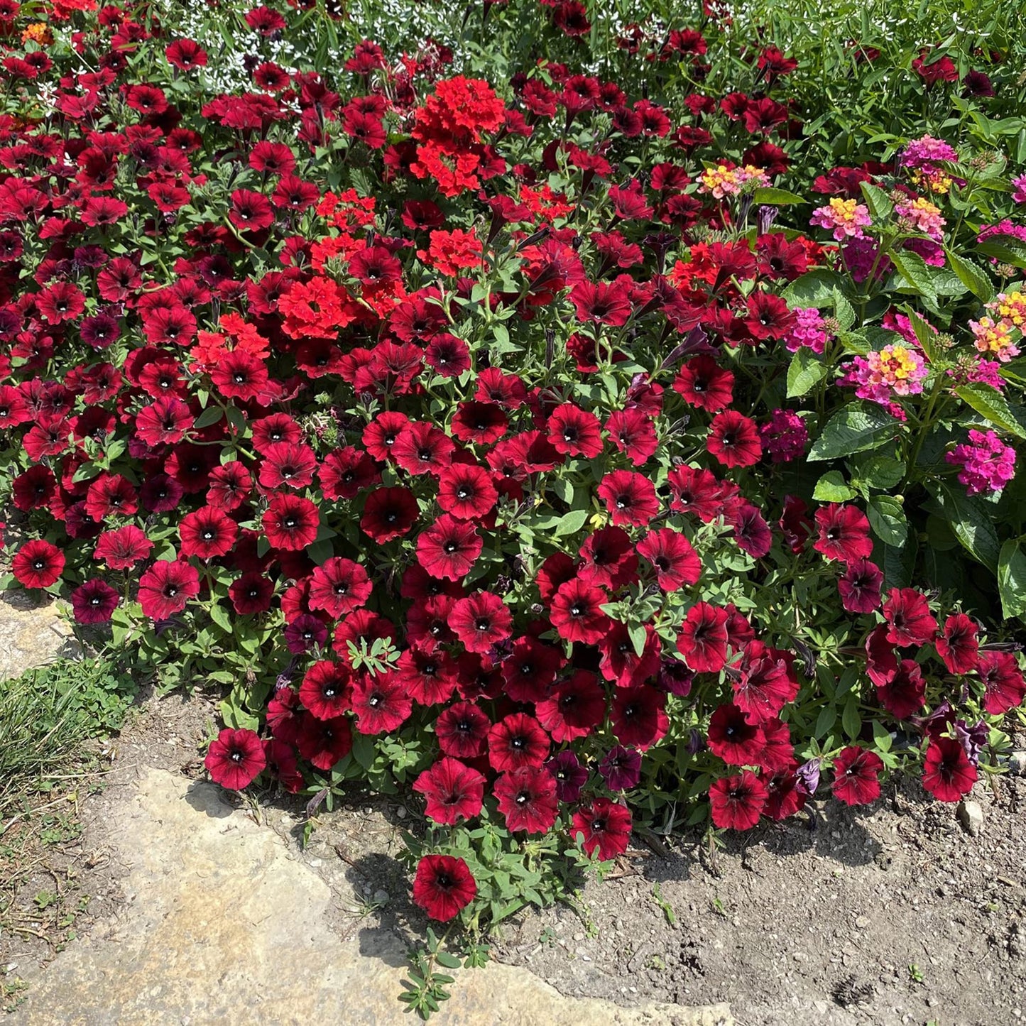Black Velvet Petunia Red Rare Flower Seeds