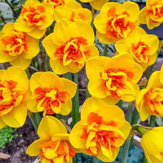 Sizzling Fire Daffodil Seeds