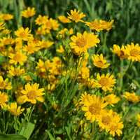Arnica Montana Flower Seeds for Planting - 100 pcs