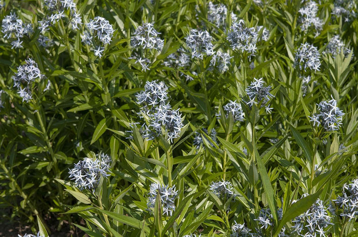 Amsonia Hubrichtii Flower Seeds for Planting ,Heirloom Seeds -100