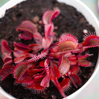Red Venus Flytrap – Rare Carnivorous Plant  for Home & Garden Terrariums