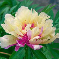 Lemon Dream Itoh Peony