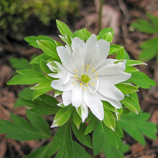 Green Collar Wood Anemone Seeds