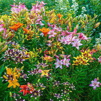 Fireworks Lily Mixture Seeds