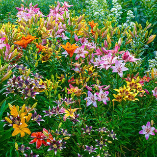 Fireworks Lily Mixture Seeds