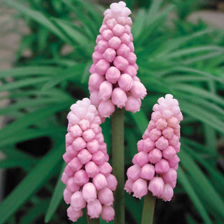 Pink Grape Hyacinth Seeds