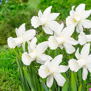 Lady Madonna Daffodil Seeds