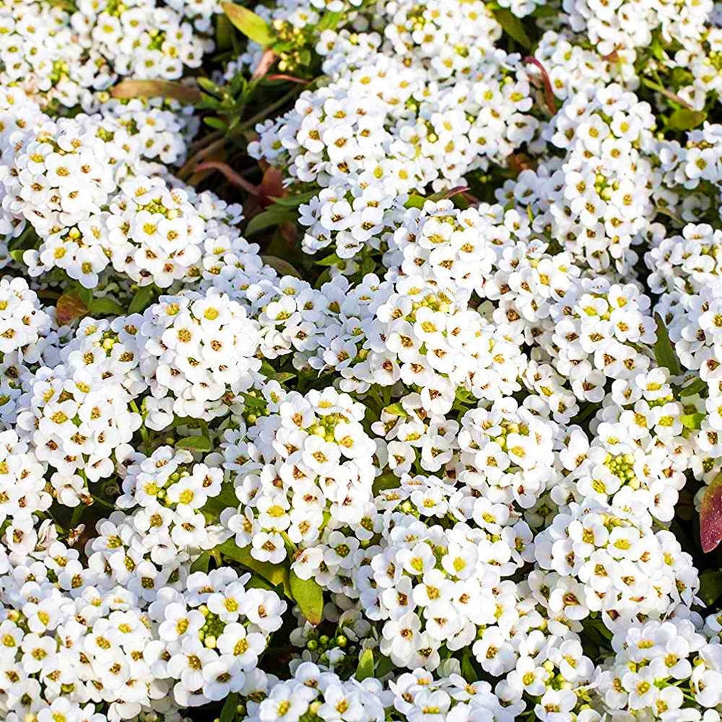 Heirloom Tiny Tim Alyssum Flower Seeds for Planting, Non-GMO, Fragrant Garden Blooms - Tiny for planting in home garden