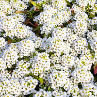 Heirloom Tiny Tim Alyssum Flower Seeds for Planting, Non-GMO, Fragrant Garden Blooms - Tiny for planting in home garden