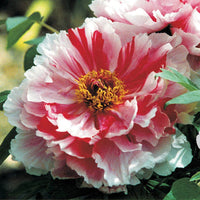 Shima-Nishiki Tree Peony