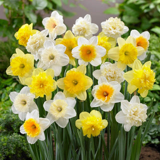 Ice Follies Revue Daffodil Mixture Seeds