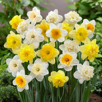 Ice Follies Revue Daffodil Mixture Seeds